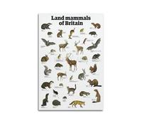 HNPBB Zoology Poster British Mammal Recognition Poster Decorative Painting Canvas Wall Posters And Art Picture Print Modern Family Bedroom Decor Posters 16x24inch(40x60cm)