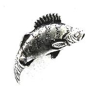 Hoardersworld Small Perch Fish Pin Badge In Fine English Pewter, Handmade, Fishing