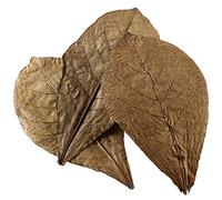 Hobby 51100 Nano Catappa Leaves, Pack of 12