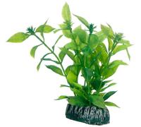 Hobby Hygrophila