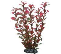 Hobby Ludwigia, 25 cm