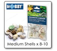 Hobby NATURAL HERMIT CRAB SEA SHELLS SET Jumbo Variety Marine Reef Fish Aquarium