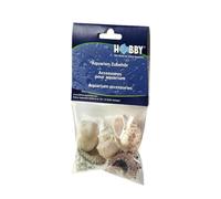 Hobby Sea Shells Set - Large