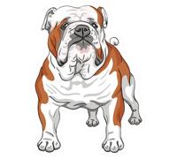 Hodge Creations Pack of 4 Bulldog Vinyl Decal Sticker Car Wall Laptop Scrapbook Campervan Caravan Bumper Sticker Window