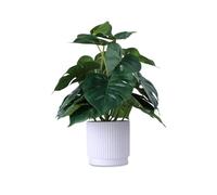 HOFMEFY Artificial Monstera Potted Plant Realistic Fake Plants Home Greenery Table Decor with White Ridged Plastic Pot 31CM Tall Fake Tropical Palm Tree Bigger Leaves