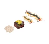 Hohopeti 1 Set Centipede Life Cycle Prop Educational Growth Cycle Figurines for Nature Lessons Interactive Learning for Enhances Imagination and Creativity Safe Materials