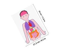 Hohopeti 2 Sets DIY Human Organs Model Educational for Easy Assembly Human Torso Anatomy Teaching Aid for Preschool Science Enhances Cognitive Skills and Interaction