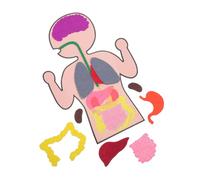 Hohopeti 3 Sets Educational Body Organs Cognitive Teaching Aid for Creative DIY Human Anatomy Model Kit to Develop Spatial Reasoning Motor Skills and Cognitive Thinking