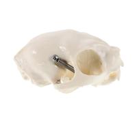 Hohopeti Cat Skull Skeleton Model 1pcs Anatomical Educational Animal Skeleton Display for Science Teaching Halloween Decor and Fish Tank Prop