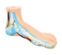Hohopeti Human Anatomy Foot Model Realistic Teaching Aid for Foot Structure for Student Learning Details for Accurate Anatomy Representation