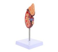 Hohopeti Human Kidney Anatomical Model with Base and Bracket Plastic Biology Demonstration Prop for Medical and High School Teaching Visual Aid