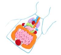 Hohopeti Human Organs Apron Teaching Aid for Preschool, Early Education Cognitive with 3D Internal Organ Model, Educational Apron for Science Learning and Body Awareness