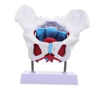 Hohopeti Medical Pelvic Anatomy Model Female Pelvis Structure with Pelvic Floor Muscles for Teaching and Practice Smooth Surface for School and Medical Training Use
