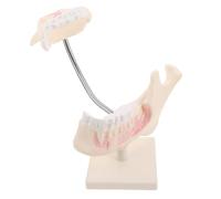 Hohopeti Realistic Teaching Aid for Students and Technicians Oral Anatomy Practice Tool for Simulation Training and Skill Development