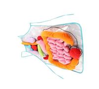 Hohopeti Removable Organ Apron for Early Education Polyester Body Anatomy Learning Tool Preschool Teaching Aid for Human Body Awareness and Logical Thinking Development