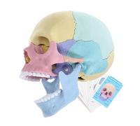 Hohopeti Stem Human Skull Model for Educational Detachable Anatomy Puzzle Realistic Teaching Tool for School Science and Art Learning