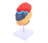 Hohopeti Vivid Human Brain Model Half Anatomical Teaching Instrument for Medical Education Lifelike Color-coded Brain Anatomy Display and Detailed Learning Tool for Students and