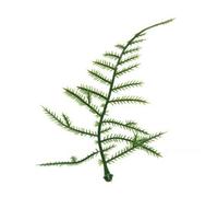 HoitoDeals Fake Leaf Fern Foliage Plant Artificial Leaves Flower For Mini Vine Buttonhole (20 Fern)