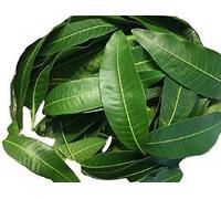 HoitoDeals Herbal Organic Green Mango Leaves Fresh Leaf