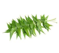HoitoDeals Indian Fresh Organic Neem Leaves Nim Leaf Medical Use Acne & Skin Care