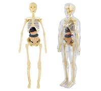 Hojalis Human Body Model for Kids, 3D Removable Torso with Organs, Human Anatomy Kit Glow In The Dark, Fully Transparent, Human Body Science Kit, Learning Anatomical Skeleton Model for Boys Girls