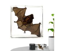 Holdes Animal Specimen Framed,Acrylic Specimen Ornament | Real Bat Animal In Resin Enlightenment Knowledge For Bookshelf