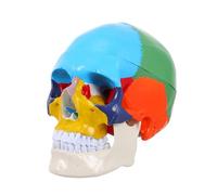Holibanna Anatomical Human Skull Model Realistic Fake Skull Head Teaching Aid with Removable Design for Students Medical Anatomy Studies and Artistic Reference