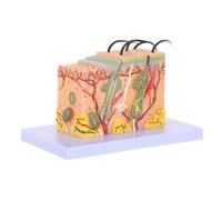 Holibanna Enlarged Anatomical Skin Model for Studying Human Skin Structure Plastic Cross-section Teaching Tool for Medical Education Science Display and Anatomy Physiology Learning