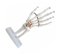 Holibanna Human Hand Skeleton Model Life Anatomical Hand Joint Study Tool for Medical Education Schools Hospitals Eco Friendly Material