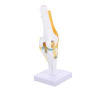 Holibanna Human Knee Joint Anatomy Model Life for Medical Education Realistic Motion for Teaching and Therapy Design for Patient Understanding