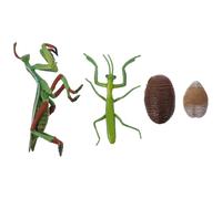 Holibanna Realistic Mantis Life Cycle Figure Early Education Prop for Nature Lessons and Insect Exploration Four Stages Growth Model for Cognitive Learning and Interactive Play