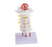 HOLIDYOYO 1pc Anatomical Cervical Spine Model Human Spine Model with Nerve Roots Spinal Arteries for Medical Teaching and Display for Students and Healthcare Professionals