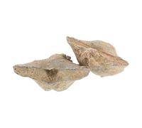 HOLIDYOYO 2pcs Natural Sea Shell Specimen Spirifer Models for Educational Training in Geology and Paleontology Studies Authentic for Classroom Use and Collectors