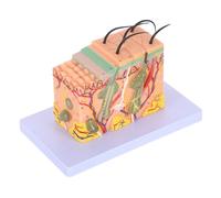 HOLIDYOYO 35X Enlarged Human Skin Anatomy Model with Layers and Hair Structure Scientific Skin Teaching Model for Medical Education and Biology Study for Classroom Use