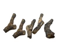 HOLIDYOYO 5Pcs Ordovician Stromatoporoid Specimen Set with Conodont Association, Ancient Marine Biology Models for Science Education and Table Decoration, Random Style