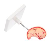 HOLIDYOYO Anatomical Training Tool with High Precision Details for Classroom and Clinical Use Realistic Medical Anatomy Model for Education and Research