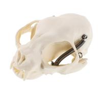 HOLIDYOYO Cat Skull Model Realistic Cat Skeleton Anatomical for Animal Skull Teaching Educational Use Classroom Study Halloween Fish Tank Horror Decor