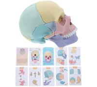 HOLIDYOYO Detachable Colored Human Skull Model for Anatomy Teaching Material Realistic Oral and Cranial Structure Educational Puzzle for Medical Students and Clinics