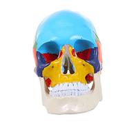HOLIDYOYO Medical Anatomical Human Skull Model Realistic Teaching Aid Educational Tool for Anatomy Studies and Detailed Craftsmanship for Lifelong Use