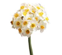 HOLIDYOYO Simulated Daffodil Bouquet 15.75 Inch Lifelike Artificial Flowers for Home Decoration Wedding Party Office Floral Arrangement and Photography Props