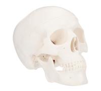 HOLIDYOYO Skull Model Mini Human Skull Anatomical Model Plastic White Detachable Head for Structure Learning Visual Aids in Hospitals and Schools