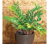 Holly Fern Cyrtomium Falcatum Glossy Evergreen Fern 1L Pot 3 Pack