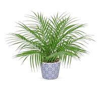 Hollyone 16'' Arificial Palm Plant in Blue and White Porcelain - Decorative Fake Plants, Faux Greenery for Home Decor, Centerpiece, Shelf, Office - Tropical Plastic Plants for Indoor Decorations