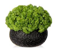 Hollyone 16CM Artificial Succulent Plants in Ceramic Pot, Small Fake Succulents for Home Decor, Decorative Faux Plant Indoor for Living Room, Shelf, Kitchen Table, Office, Bedroom, Bathroom Decoration