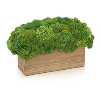 Hollyone 20CM Artificial Succulent Plants in Wooden Pot, Small Fake Succulents for Home Decor, Decorative Faux Plant Indoor for Living Room, Shelf, Kitchen Table, Office, Bedroom, Bathroom Decoration