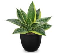 Hollyone 23CM Fake Snake Plans in Black Pots, Yellow and Green Artificial Sansevierias, Realistic Faux Plants Decorative Greenery for Home Decor, Living Room, Bathroo, Kitchen Decorations