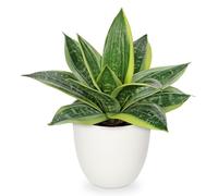 Hollyone 23CM Fake Snake Plans in White Pots, Yellow and Green Artificial Sansevierias, Realistic Faux Plants Decorative Greenery for Home Decor, Living Room, Bathroo, Kitchen Decorations