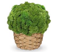 Hollyone 24CM Artificial Succulent Plants in Woven Basket, Small Fake Succulents for Home Decor, Decorative Faux Plant Indoor for Living Room, Shelf, Kitchen Table, Bedroom, Bathroom Decoration