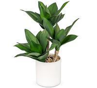 Hollyone 37CM Artificial Maguey Succulent Plant, 14.5" Fake Agave in Ceramic Pot, Decorative Faux Potted Plant for Home Decor, Shelf, Table, Desk, Living Room, Kitchen, Bathroom, Office Decorations