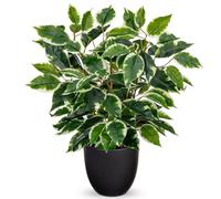 Hollyone 40CM Artificial Ficus Plant in Pot, Fake Plants Indoors with Black Pot, Variegated Faux Plants Decorative Greeneries for Home Decor, Living Room, Kitchen Decorations, Office Windowsill